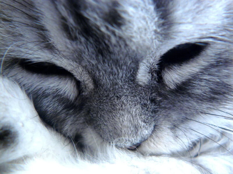 Sleeping Gray Cat — Calm, Photograph, Eyes