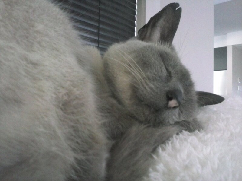 Sleeping Gray Cat — Calm, Photograph