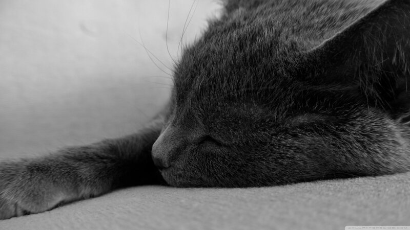 Sleeping Gray Cat — Calm