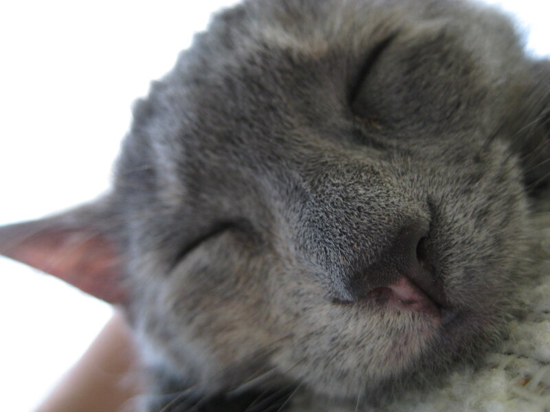 sleeping gray cat face