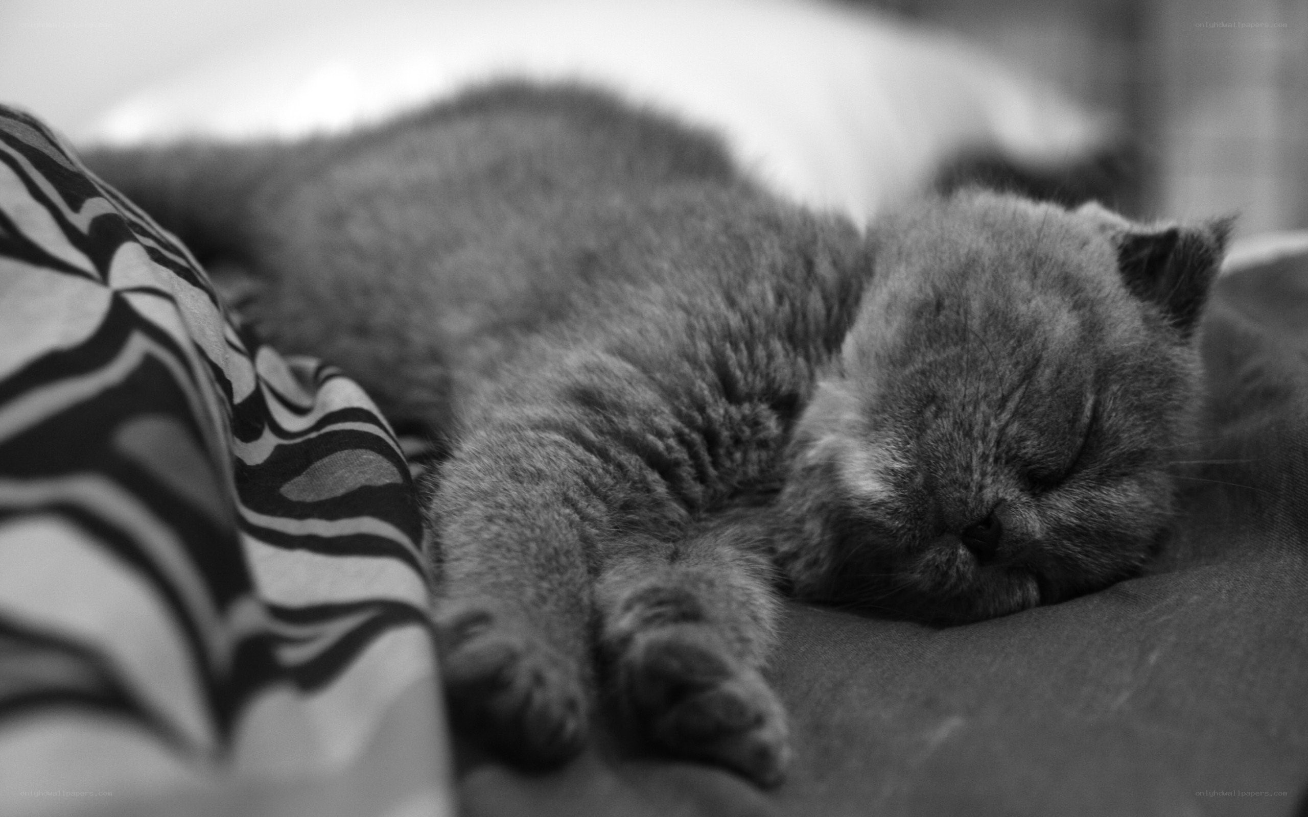Sleeping gray cat on bed