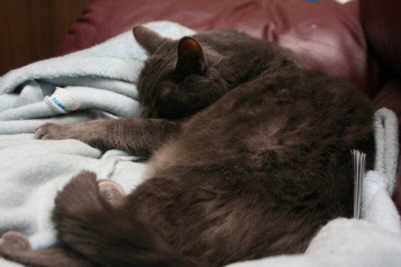 Sleeping gray cat on blanket