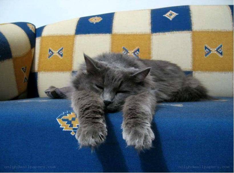Sleeping gray cat on sofa