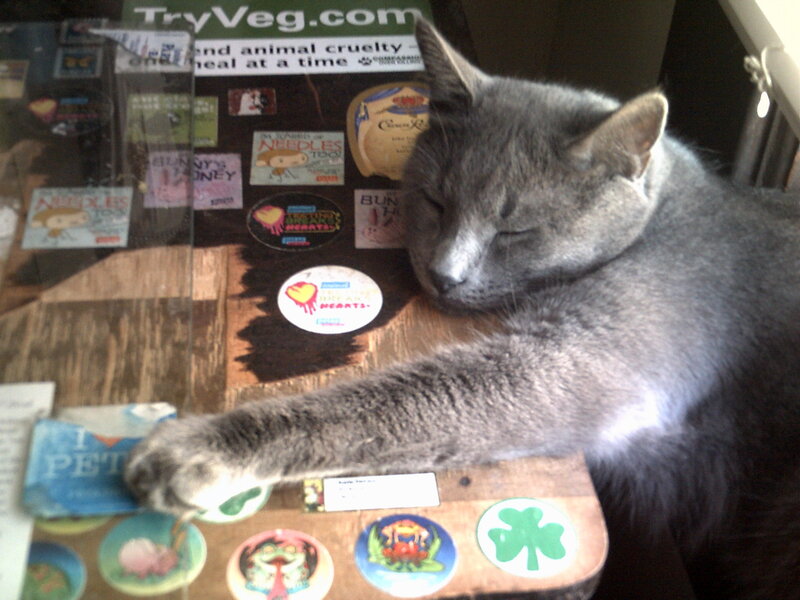 sleeping gray cat on table