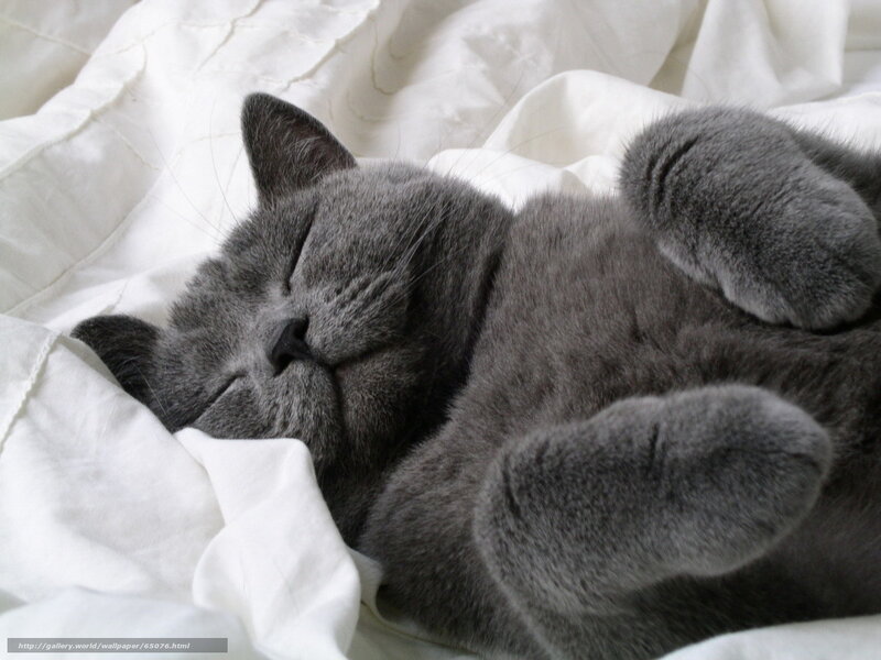 sleeping gray cat on white blanket