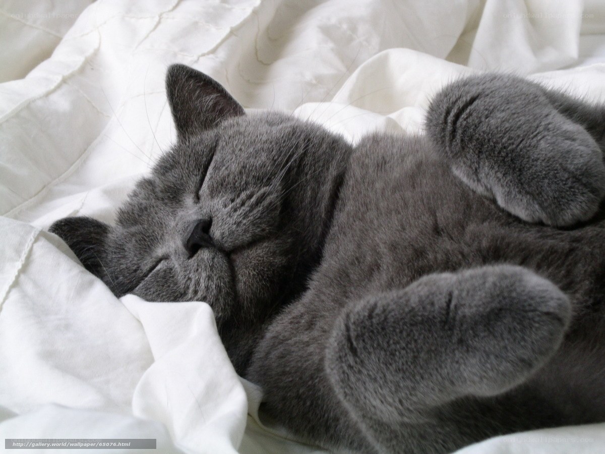 sleeping gray cat on white blanket