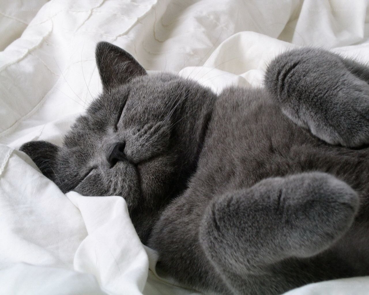 Sleeping gray cat on white blanket