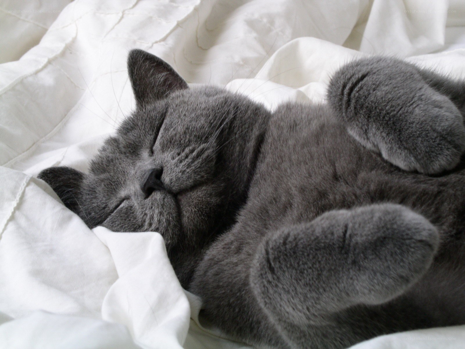 Sleeping gray cat on white blanket