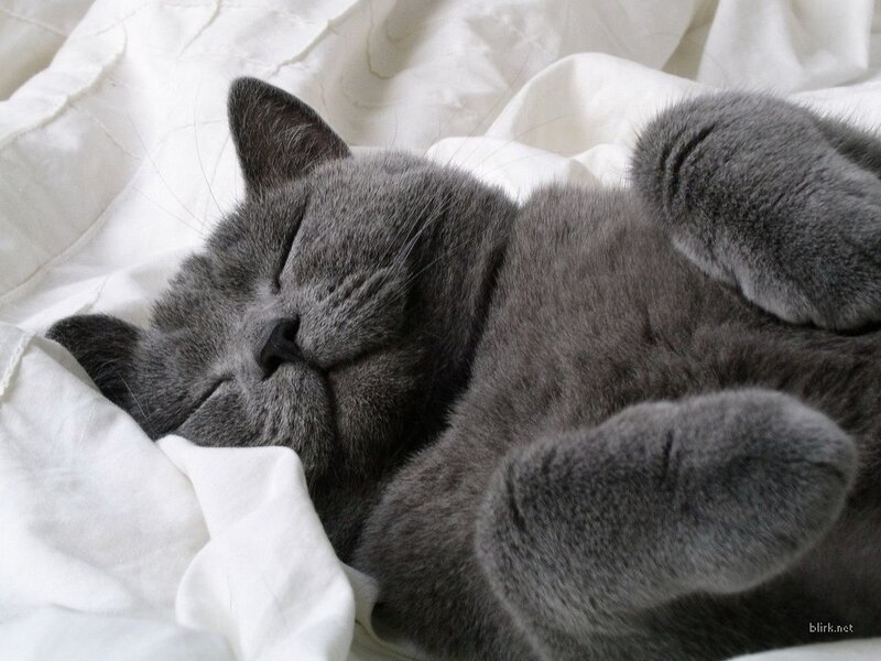 Sleeping gray cat on white blanket