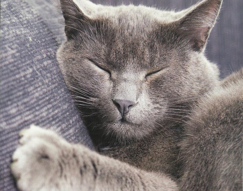 Sleeping Gray Cat — Peaceful, Photograph, Couch