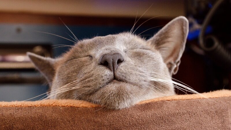 Sleeping Gray Cat — Peaceful, Photograph, Cushion