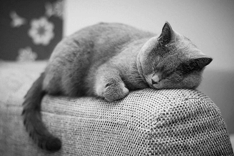 Sleeping Gray Cat — Peaceful, Photograph