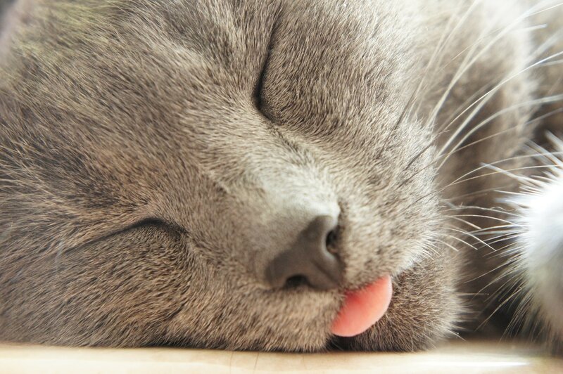 Sleeping Gray Cat — Peaceful, Photograph, Tongue