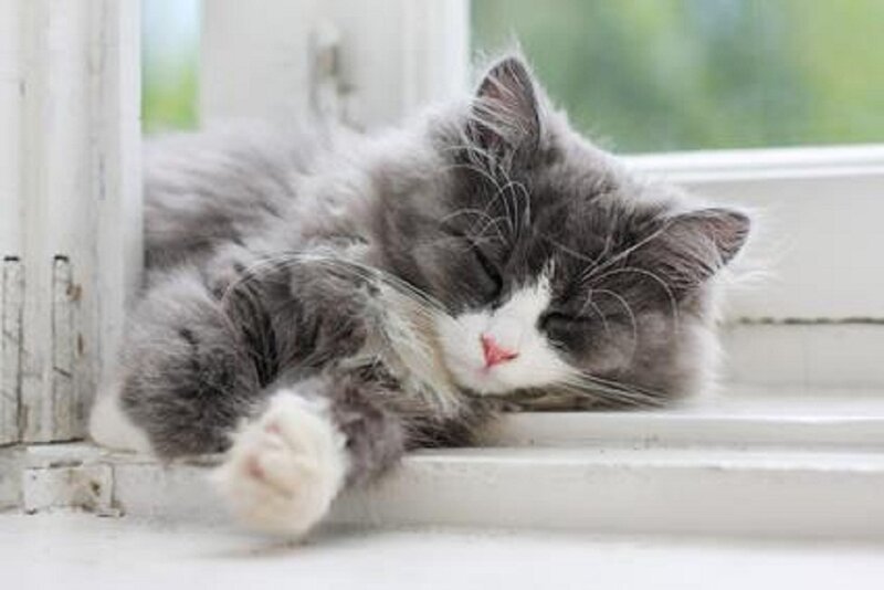 Sleeping Gray Cat — Peaceful