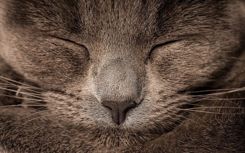 Sleeping Gray Cat — Serene, Photograph, Eyes