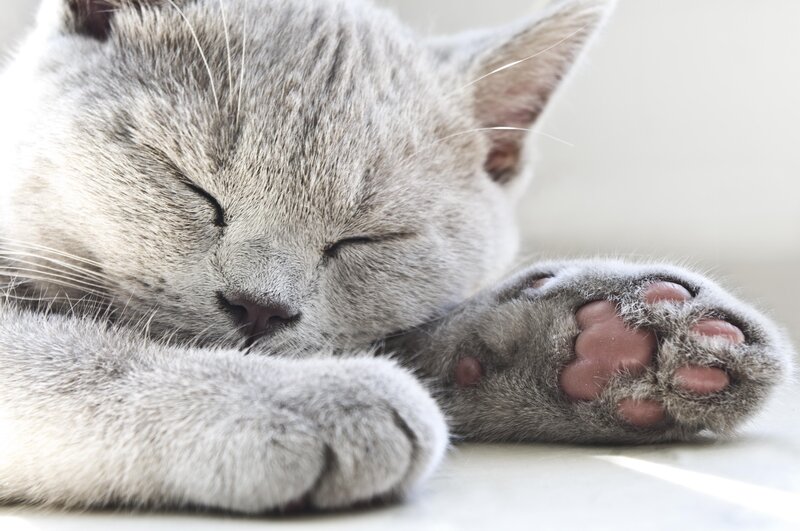 Sleeping Gray Cat — Serene, Photograph, Paws