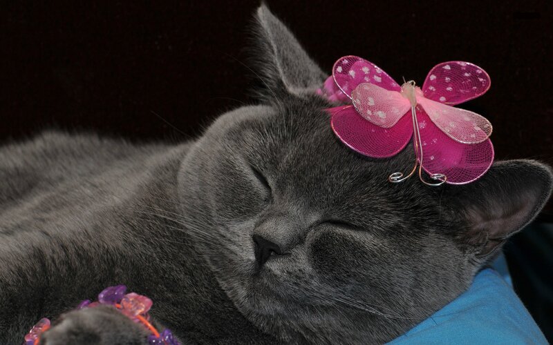 Sleeping Gray Cat — Serene, Photograph, Pink Butterfly