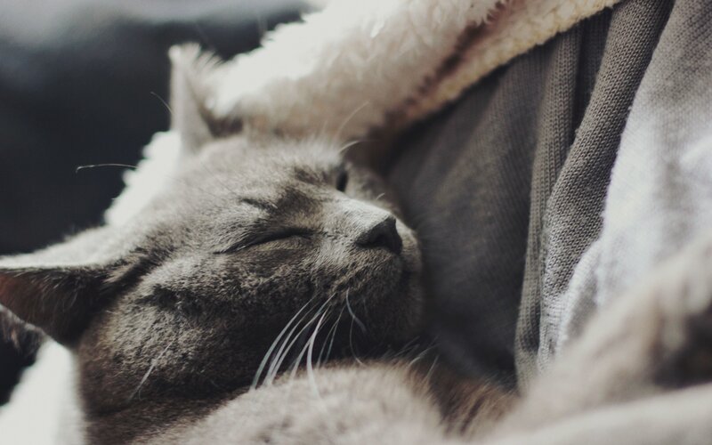 sleeping gray cat