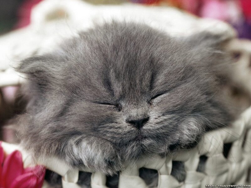 sleeping gray kitten