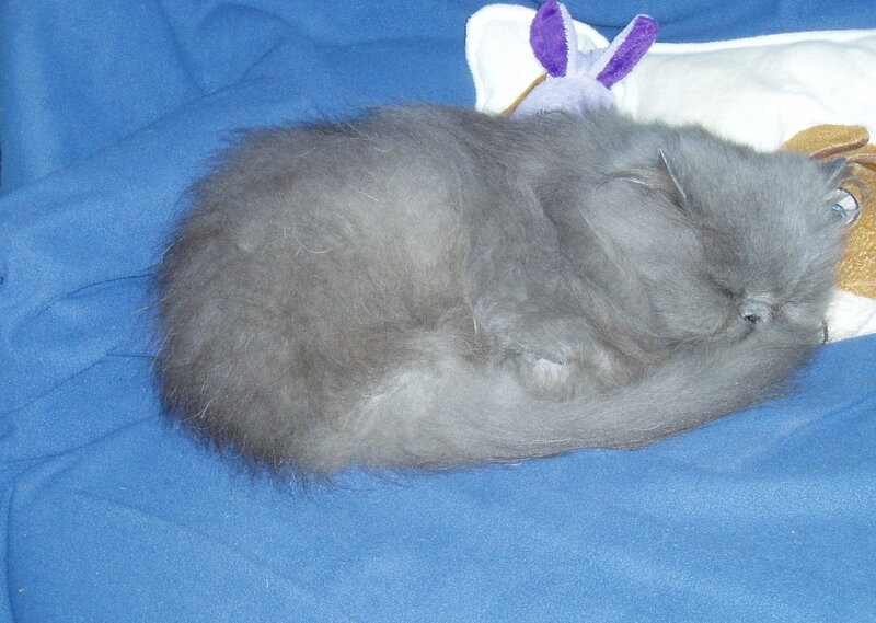 sleeping gray kitten