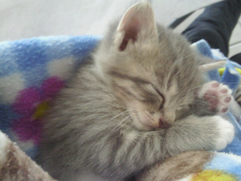 Sleeping gray kitten