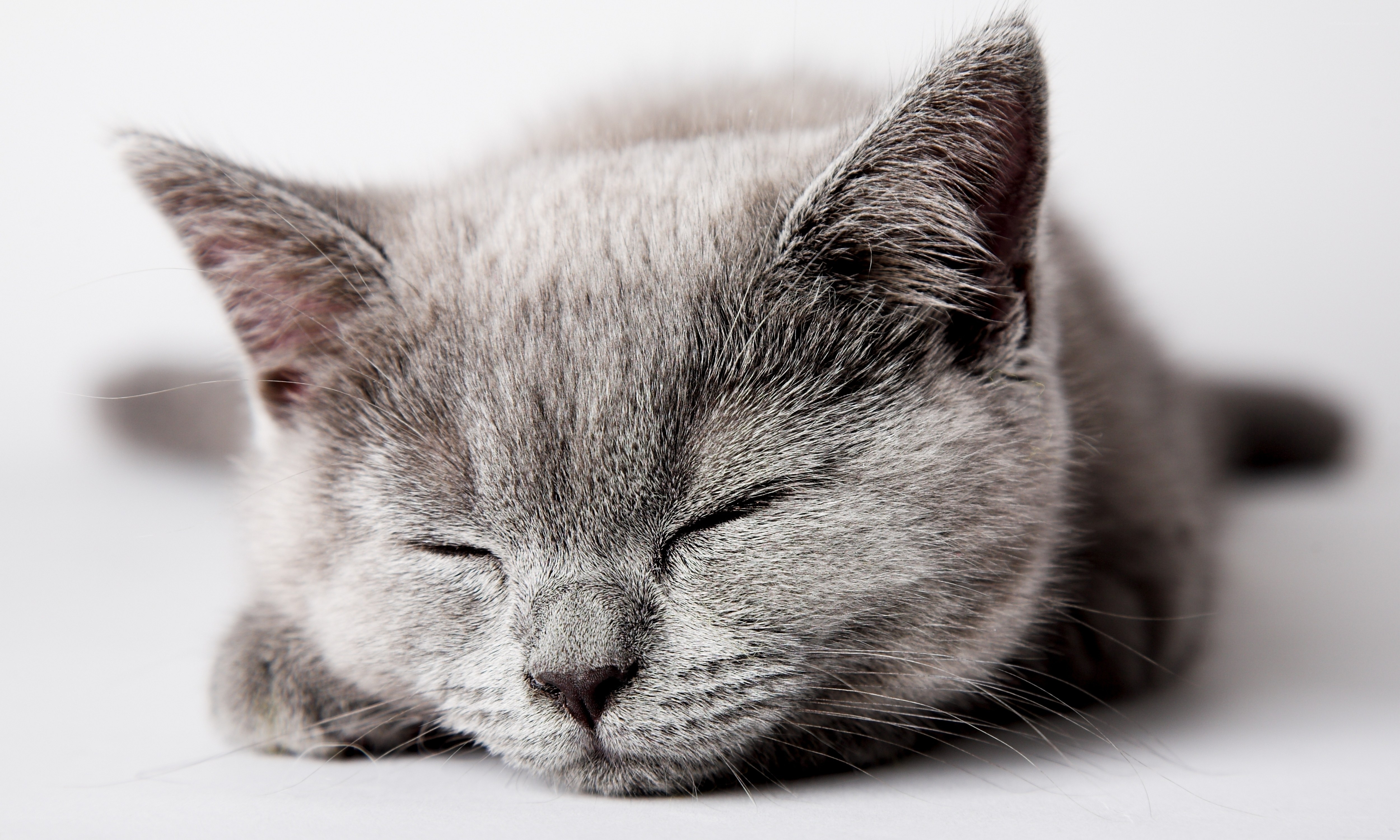 sleeping gray kitten
