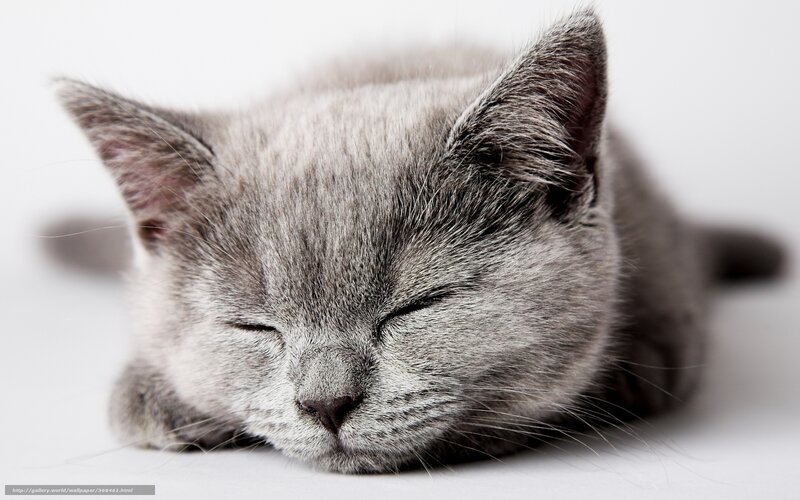 Sleeping gray kitten