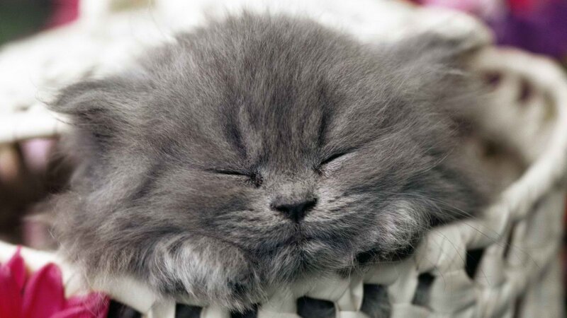 Sleeping gray kitten