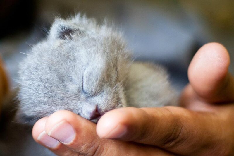 Sleeping Gray Kitten — Calm