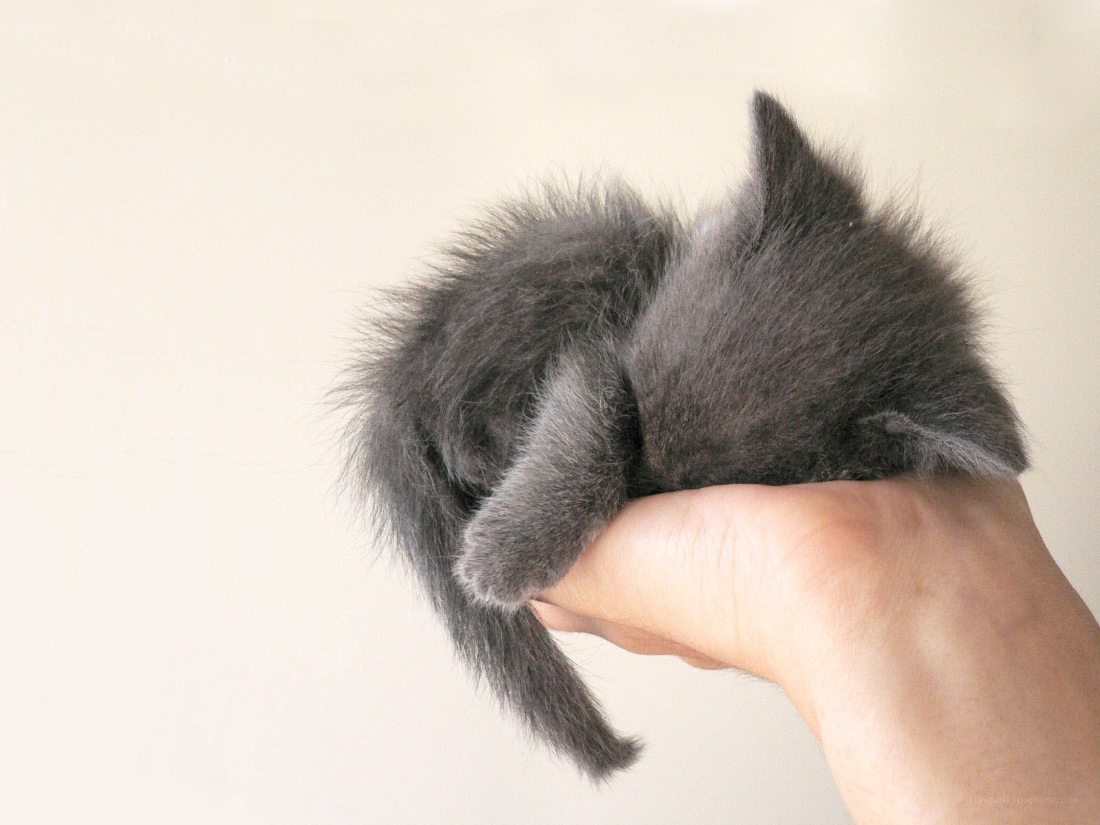 sleeping gray kitten in hand