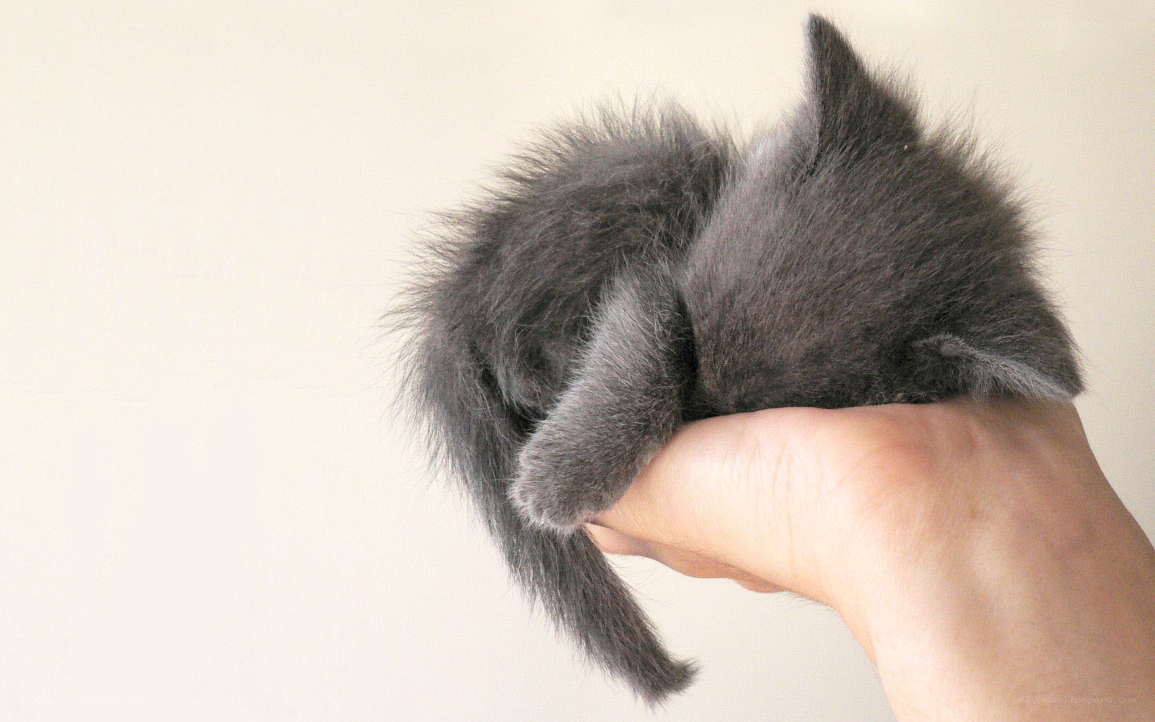 Sleeping gray kitten in hand