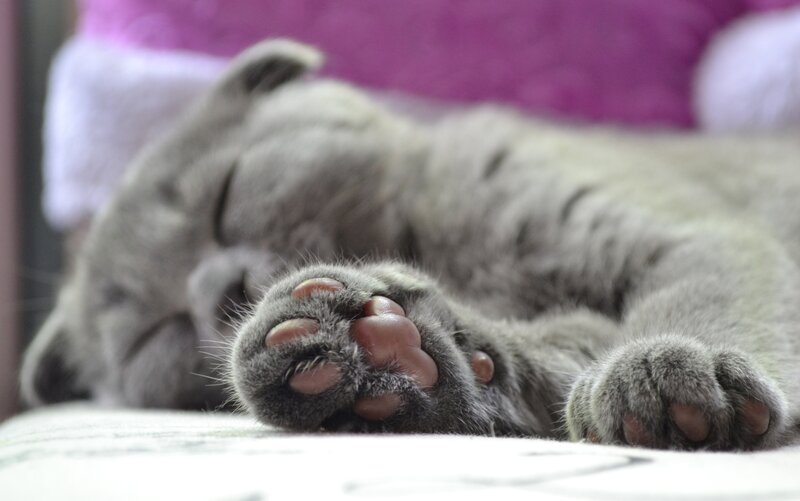 Sleeping gray kitten paws