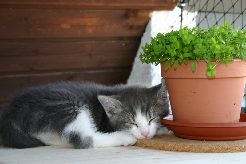 Sleeping Gray Kitten — Peaceful, Morning