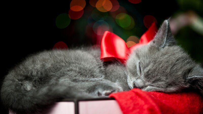 Sleeping Gray Kitten — Peaceful, Night, Photograph, Red Bow, Bokeh Lights