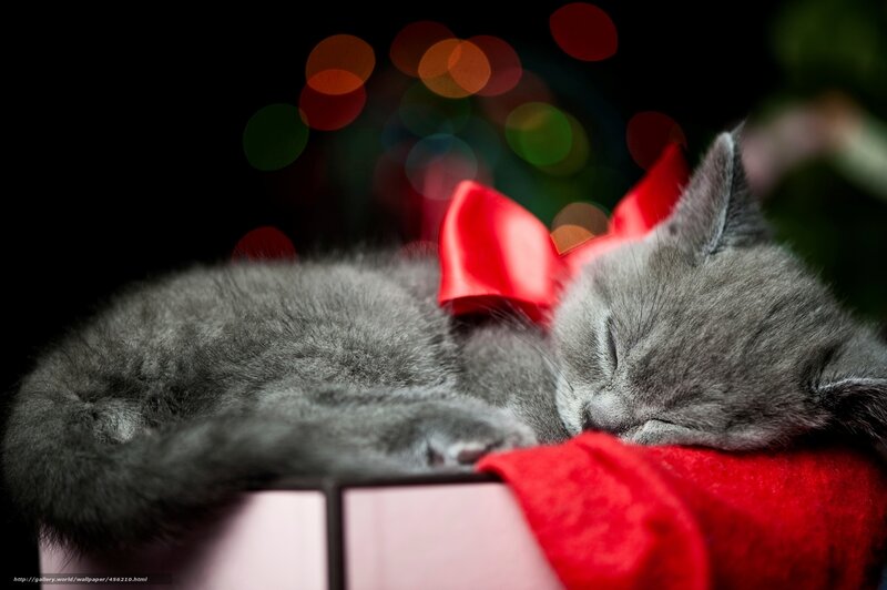 Sleeping Gray Kitten — Peaceful, Night, Photograph, Red Bow, Gift Box