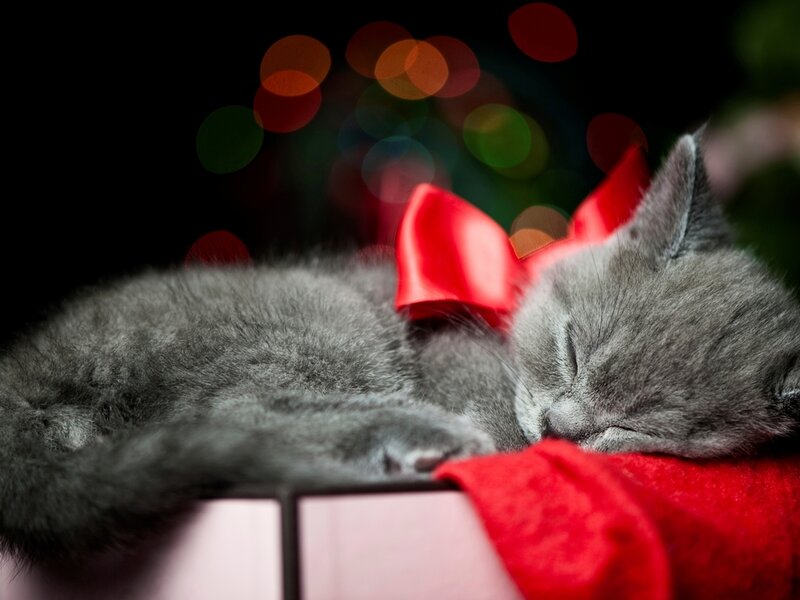 Sleeping Gray Kitten — Peaceful, Night, Photograph, Red Bow