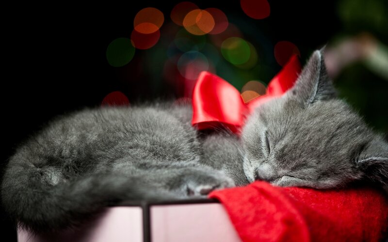 Sleeping Gray Kitten — Peaceful, Night, Photograph