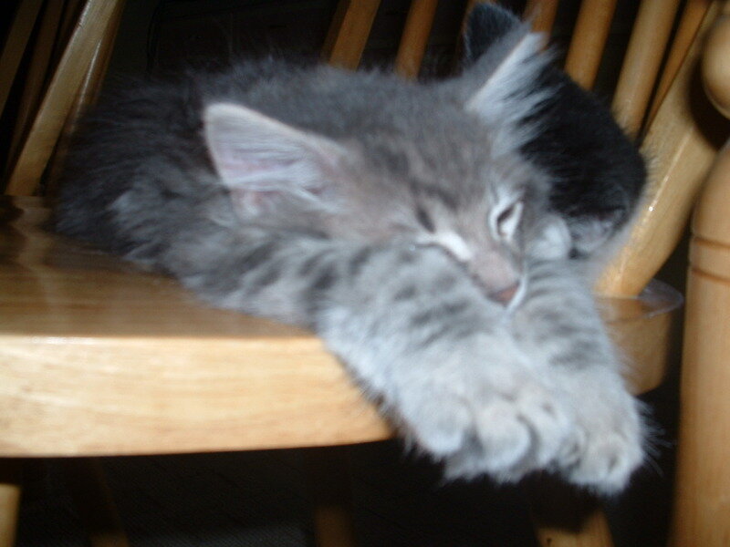 Sleeping Gray Kitten — Peaceful, Night