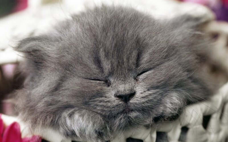 Sleeping Gray Kitten — Peaceful, Photograph, Basket, Flowers