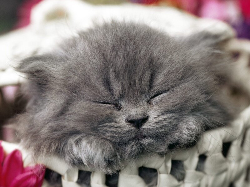 Sleeping Gray Kitten — Peaceful, Photograph, Basket