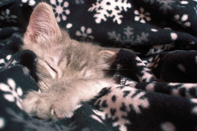 Sleeping Gray Kitten — Peaceful, Photograph, Blanket