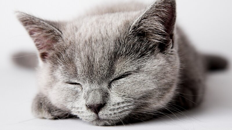 Sleeping Gray Kitten — Peaceful, Photograph, Cat