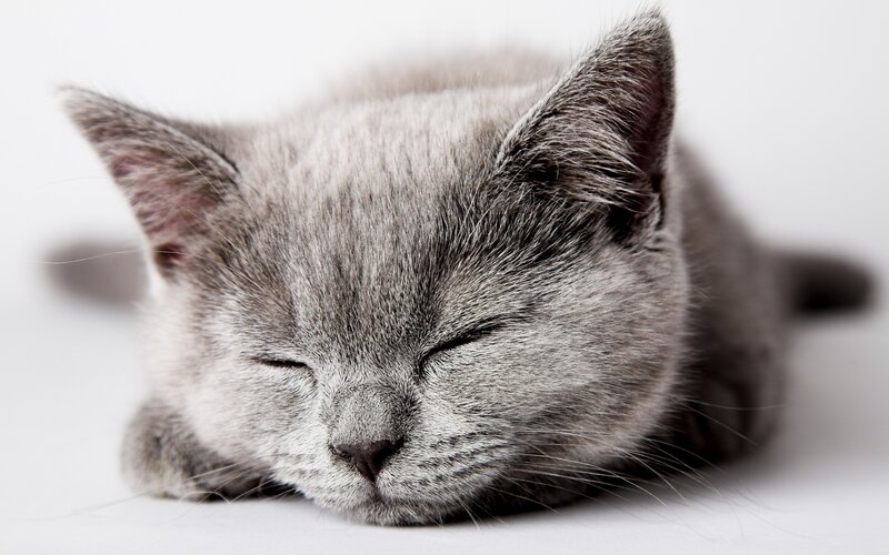 Sleeping Gray Kitten — Peaceful, Photograph, Cat, Whiskers