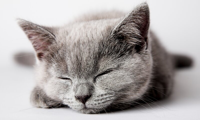 Sleeping Gray Kitten — Peaceful, Photograph, Cat, White Background