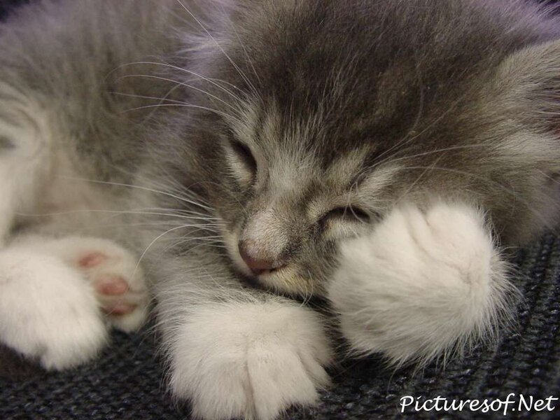 Sleeping Gray Kitten — Peaceful, Photograph, Paws