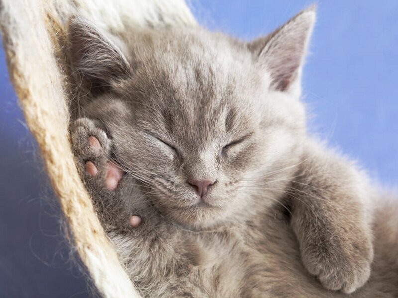 Sleeping Gray Kitten — Peaceful, Photograph, Rope