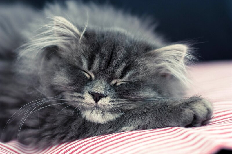 Sleeping Gray Kitten — Peaceful, Photograph, Striped Blanket