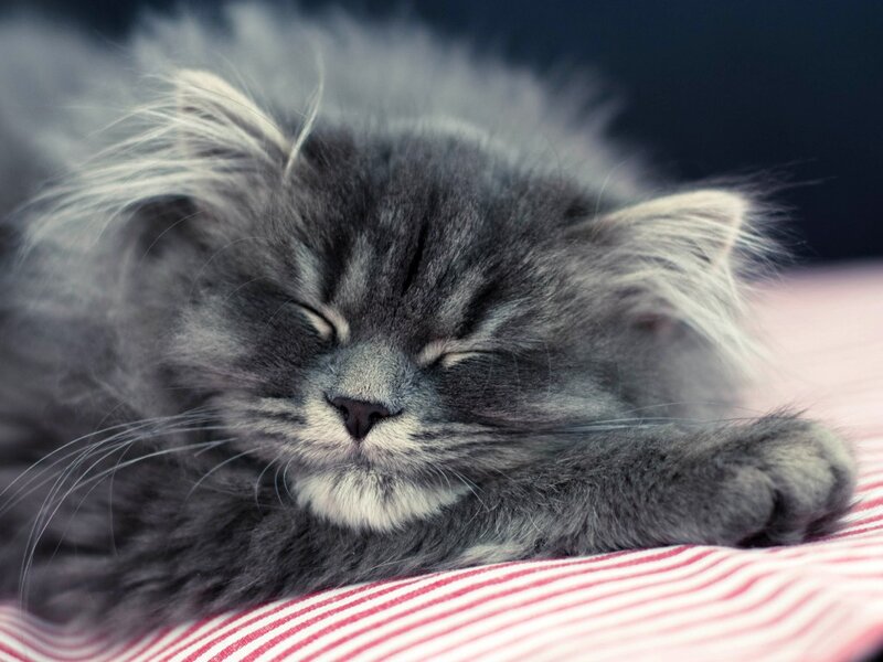 Sleeping Gray Kitten — Peaceful, Photograph, Striped Fabric