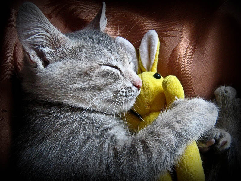 Sleeping Gray Kitten — Peaceful, Photograph, Stuffed Toy, Couch
