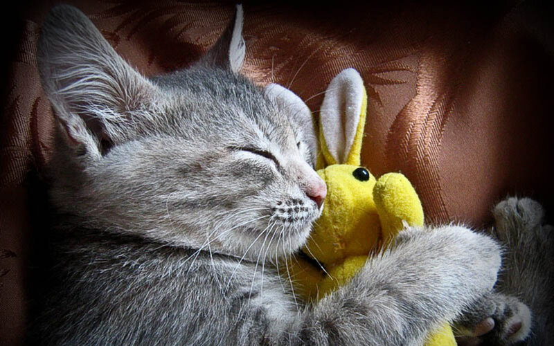 Sleeping Gray Kitten — Peaceful, Photograph, Stuffed Toy